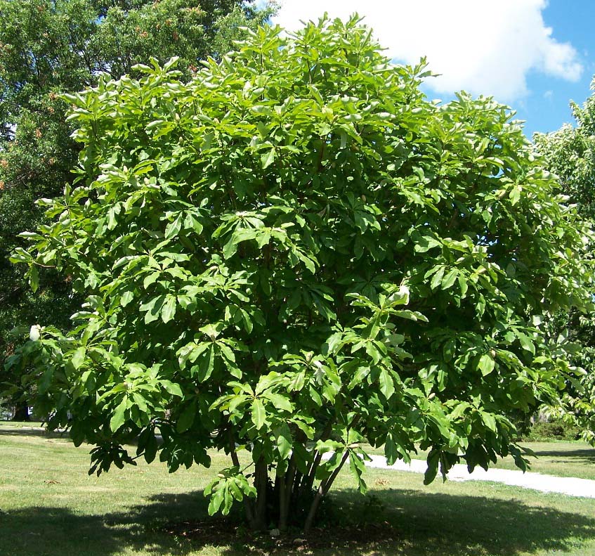 Umbrella Magnolia